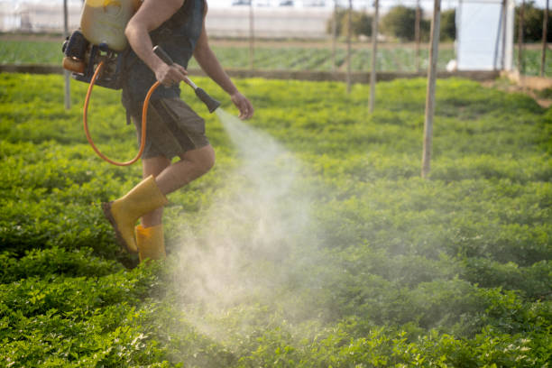 Professional Pest Control in Merrionette Park, IL
