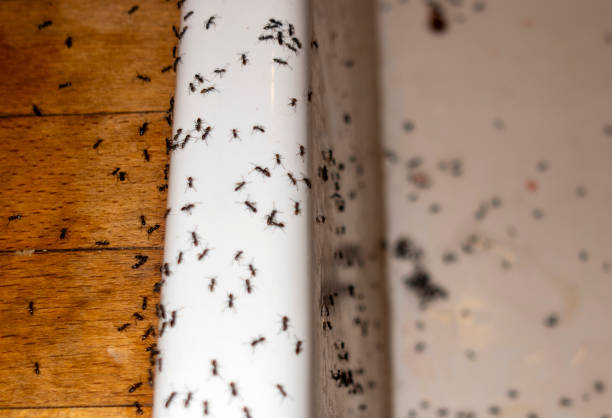Best Flea Control Services  in Merrionette Park, IL