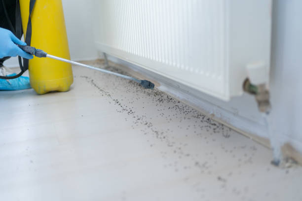 Best Wasp Removal Services  in Merrionette Park, IL