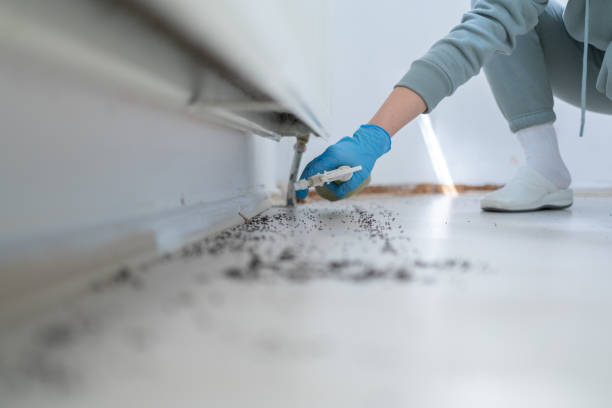 Best Affordable Pest Control Services  in Merrionette Park, IL